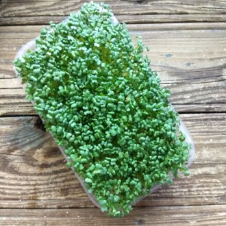 Коврик для микрозелени используется для выращивания микрозелени. . фото 6