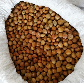 Медвежий орех с собственного сада, урожай 2020 года, цена за 1 кг. - 150 грн. 
. . фото 2