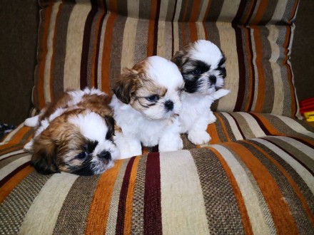 Самые милые и замечательные щенки Ши-тцу,замечательный подарок на 14 февраля. 
. . фото 9