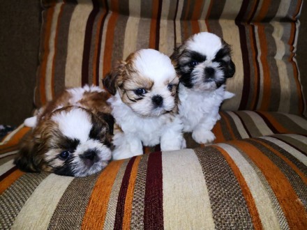 Самые милые и замечательные щенки Ши-тцу,замечательный подарок на 14 февраля. 
. . фото 5