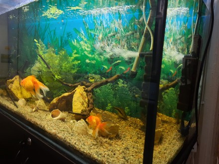 Роскошный, действующий аквариум , с красивой тумбой, фильтром, обогревателем ,де. . фото 2