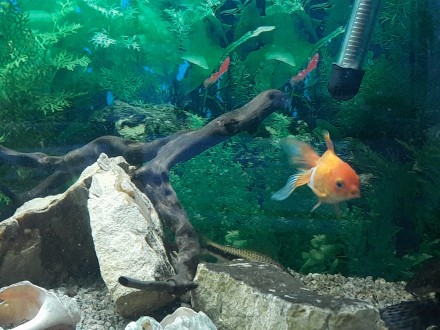 Роскошный, действующий аквариум , с красивой тумбой, фильтром, обогревателем ,де. . фото 5