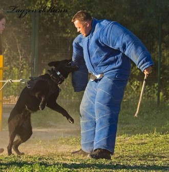 Отменная охрана:щенки немецкой овчарки от дважды Чемпиона.
Лучшая родословная в. . фото 2