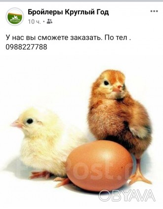 Заказ цыплят