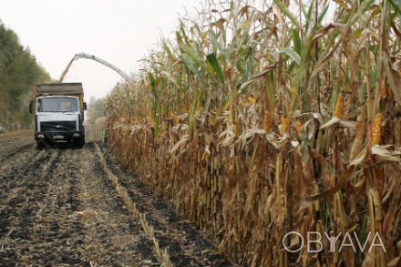  Семеноводческое хозяйство реализует семена кукурузы, простой модифицирован. . фото 1