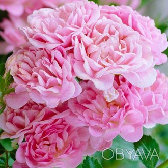 Роза бордюрная Зе Фейри / Rosa polyantha The Fairy
Цветки махровые, розового цве. . фото 1
