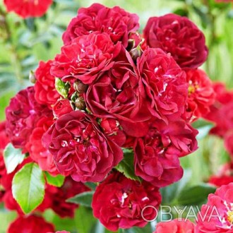 Роза бордюрная Фейри Дэнс / Rosa polyantha Fairy Dance
Цветки темно-розовые или . . фото 1