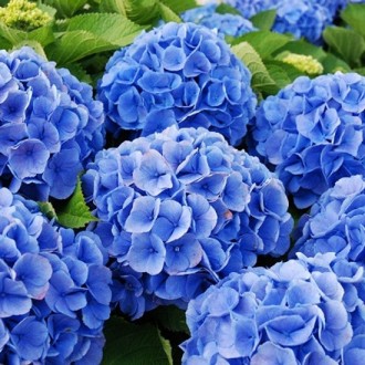 Гортензия крупнолистная Боденси / Р12 / Hydrangea Bodensee. Балаклея. фото 1 Гортензия крупнолистная Боденси / Р12 / Hydrangea Bodensee. Балаклея. фото 1