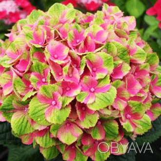 Гортензия крупнолистная Грюнс Геволб / Hydrangea macrophylla Grünes Gewölbe
Цвет. . фото 1