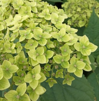 Гортензия древовидная Лайм Рики / С5 / Hydrangea Lime Rickey. Балаклея. фото 1