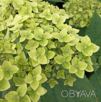 Гортензия древовидная Лайм Рики / С5 / Hydrangea Lime Rickey