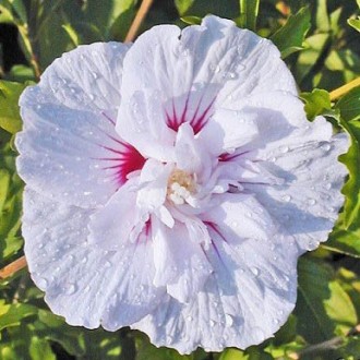 Гибискус сирийский Чайна Шиффон / Hibiscus syriacus China Chiffon. Балаклія. фото 1 Гибискус сирийский Чайна Шиффон / Hibiscus syriacus China Chiffon. Балаклія. фото 1