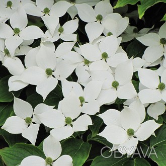 Дерен Коуза китайский / Cornus kousa chinensis
Декоративный кустарник или не выс. . фото 1