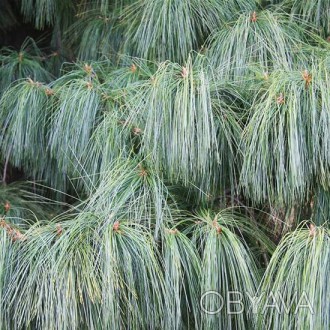 Сосна Шверина / Pinus Schwerinii
Это межвидовой гибрид гималайской сосны и вейму. . фото 1