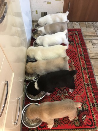Готовятся к продаже щенки среднеазиатской овчарки. Дата рождения 15.01.2021 года. . фото 5