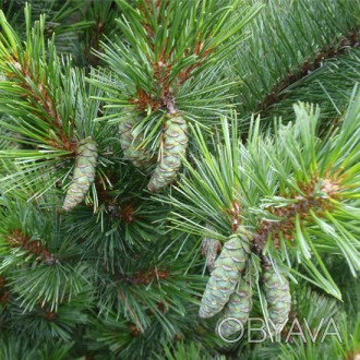 Сосна веймутова Макопин / Pinus strobus Macopin
Карликовая форма сосны с густой . . фото 1