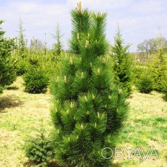 Сосна черная Фастигиата / Pinus nigra Fastigiata
Пушистое, вертикально растущее . . фото 1