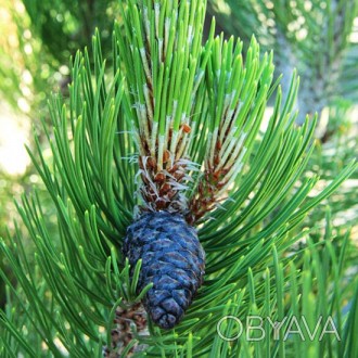 Сосна белокорая Сателлит / Pinus leucodermis Satellit
Довольно популярный сорт б. . фото 1