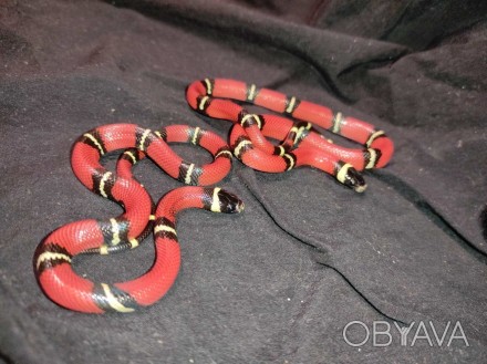 Синалойская молочная змея - одна из самых неприхотливых рептилий. Неядовитая зме. . фото 1