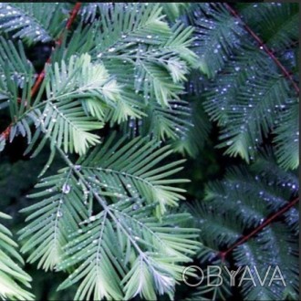 Метасеквойя Блю-иш / Metasequoia glyptostroboides Blue-ish
Лиственное хвойное де. . фото 1