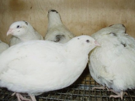 Инкубационные яйца  перепелов  белый Техасский  бройлер, одной из самых крупных . . фото 4