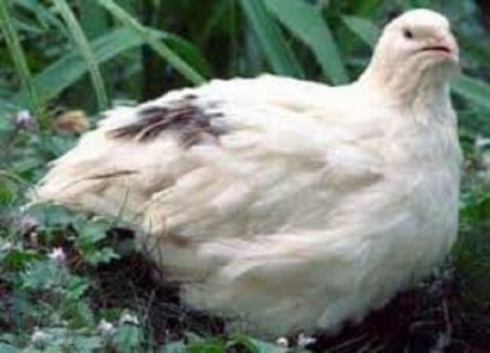 Инкубационные яйца  перепелов  белый Техасский  бройлер, одной из самых крупных . . фото 6