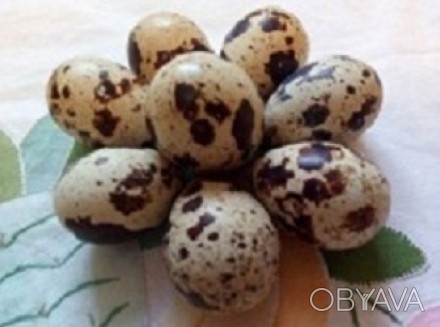 Инкубационные яйца  перепелов  белый Техасский  бройлер, одной из самых крупных . . фото 1