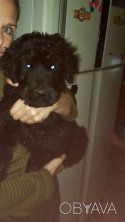 Продаётся шикарный щенок русский чёрный терьер родился 08.11.2020. . фото 1