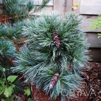 Сосна веймутова Смоуки Холоу / Pinus strobus Smokey Hollow
Новый сорт карликовой. . фото 1