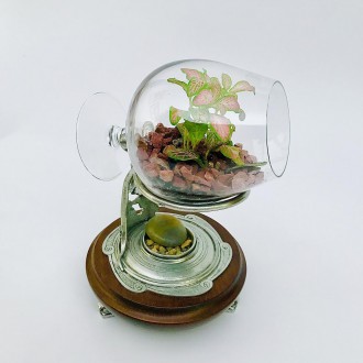 Флорариум Фитония в бокале, размер: 23х15см., Фитония розовая, наполнение, декор. . фото 4