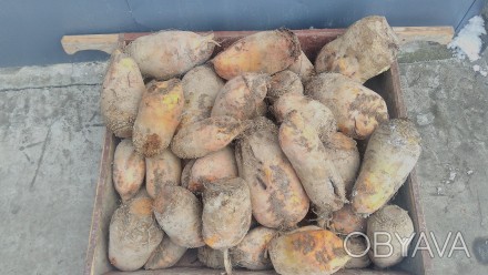 Продам кормовий буряк 500кг 3грн/ 1кг