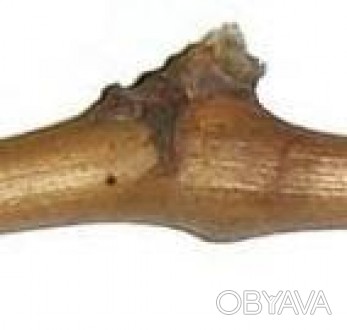 Нирки винограду 200 грамів
