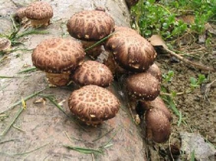 Выращиваю на собственной грибной ферме грибы шиитаке, намеко, рейши и продаю. То. . фото 3