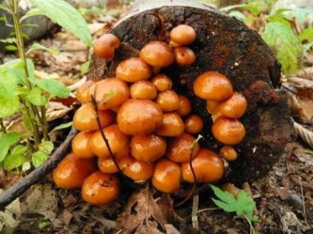 Выращиваю на собственной грибной ферме грибы шиитаке, намеко, рейши и продаю. То. . фото 4