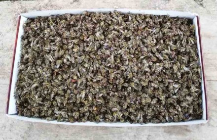 Бджолиний підмор використовується в народній медицині для профілактики та лікува. . фото 2
