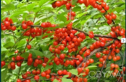Вишня войлочная (китайская), Юбилейная, саженцы купить украина