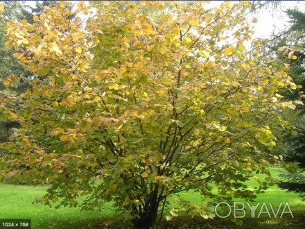 Саджанці ліщини. Висота не менше: 40см