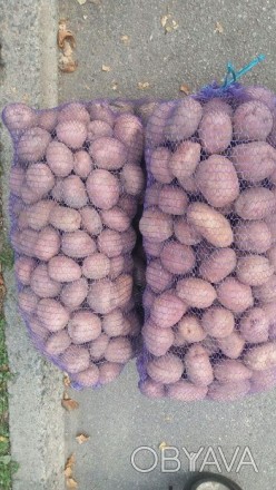 Продам картошку насінневу