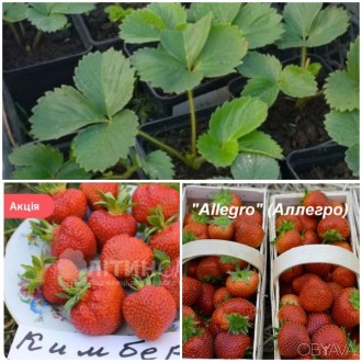 Продам саджанці клубники