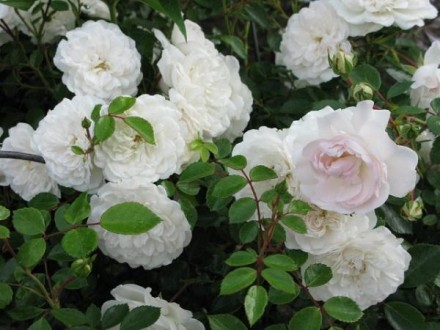 Прекрасная почво-покровная роза, заполнит пустые места в садах с большой площадь. . фото 4