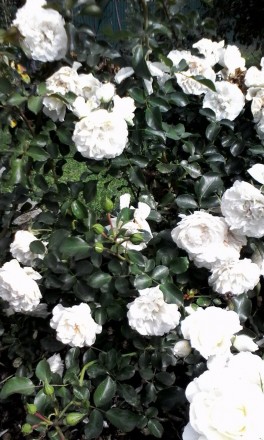 Прекрасная почво-покровная роза, заполнит пустые места в садах с большой площадь. . фото 3