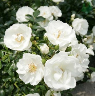 Прекрасная почво-покровная роза, заполнит пустые места в садах с большой площадь. . фото 2