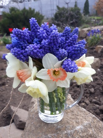 Мускарики - это те цветы, что расцветают в наших цветниках в мае, радуя глаз ярк. . фото 3