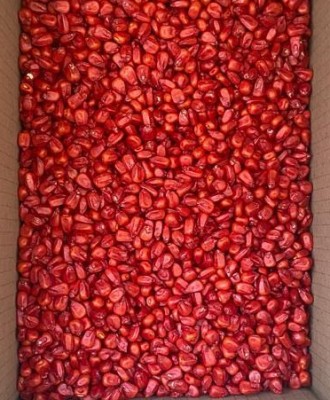 Подам залишкі насіння кукурудзи Монсанто DEKALB ДКС 3511 ФАО 330, 3500/мішок. Од. . фото 3