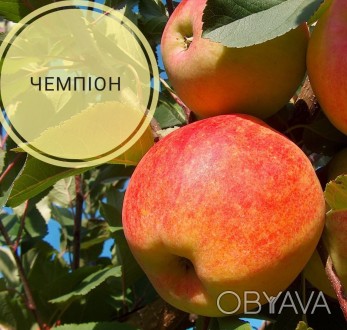 Продам гарні зимові саженці Яблунь Саженцы яблони