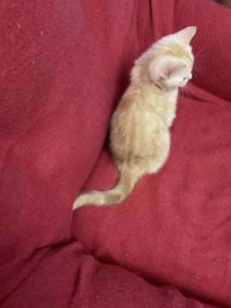 Світло-руденький котик скоттіш-страйт, 2 місяці, чистопородний шотландець. Мама . . фото 7