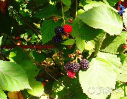 Продам саженцы ежевики