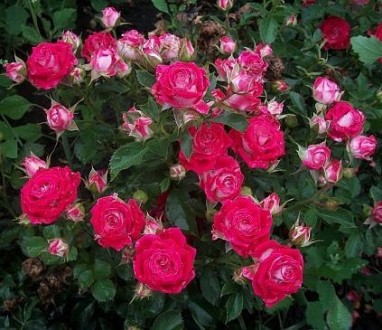 большое количество сортов роз.. . фото 6