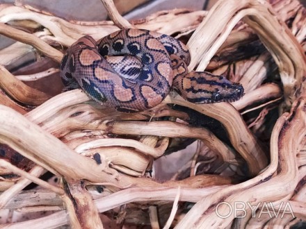 Красочная, красивая змея. Основной фон окраски радужного удава от коричневого до. . фото 1