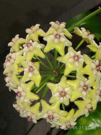 Продам черенки Хойя Кориацея (Hoya Coriacea ). В горшочек посажены по 2 черенка . . фото 6